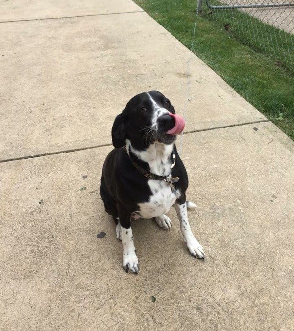 Found Dog – Carolina Avenue