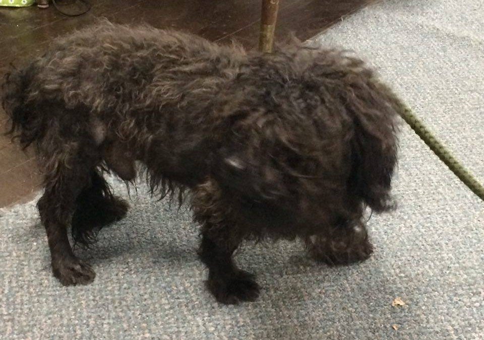 Found Dog – Area of Giant Eagle near Kennywood