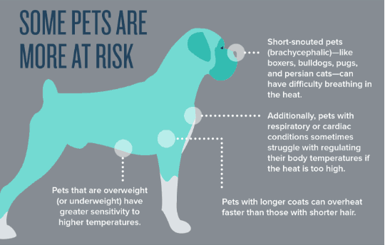 Bringing the heat:  Pet safety & the rising temperatures