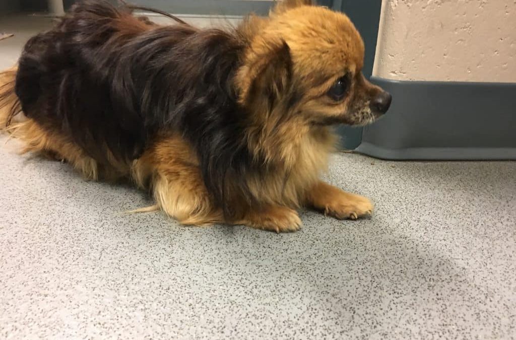 FOUND DOG – Lewis Run Road, West Mifflin