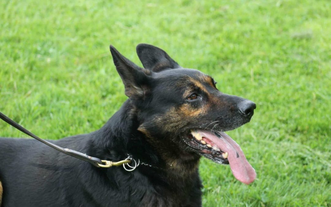 West Mifflin Police Department wishes a final farewell to K9 Officer Goro