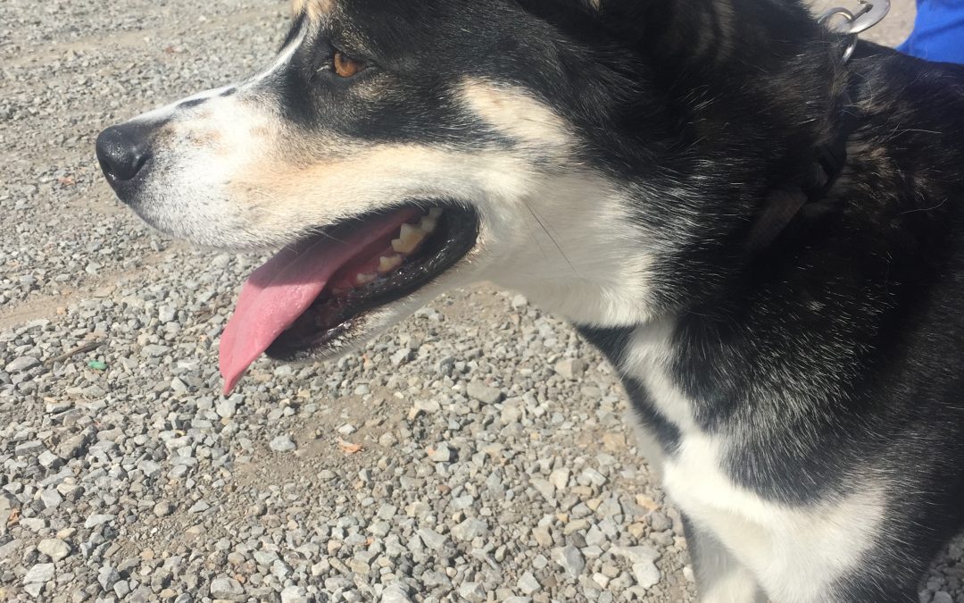 Found Dog – Area of Apdale Soccer Field